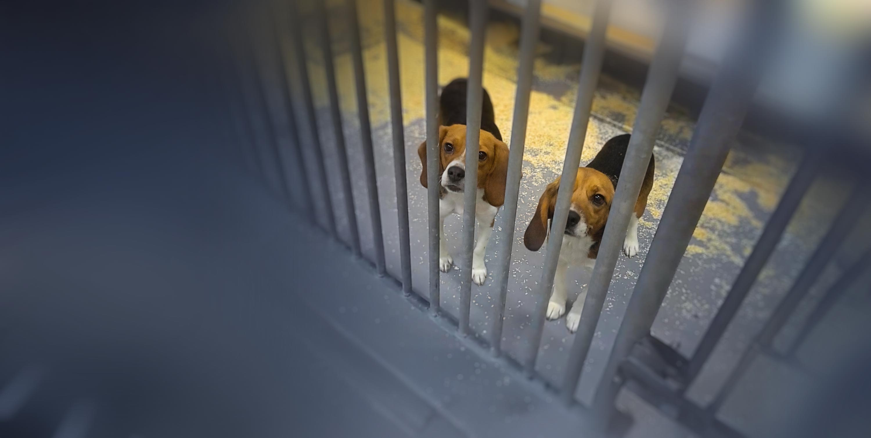 Dog in testing facility