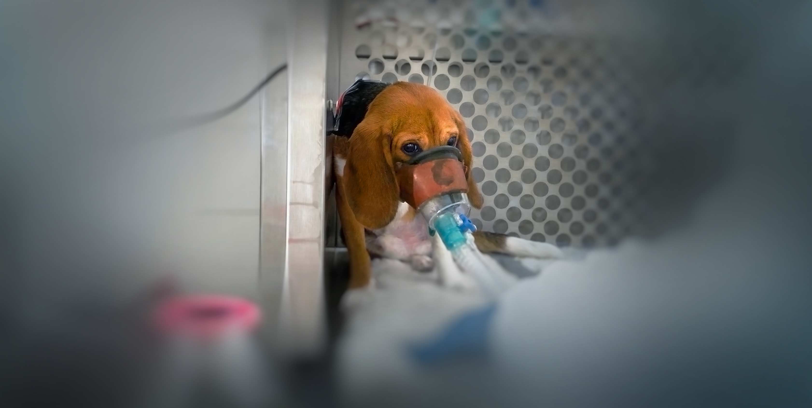 Dog2 in testing facility