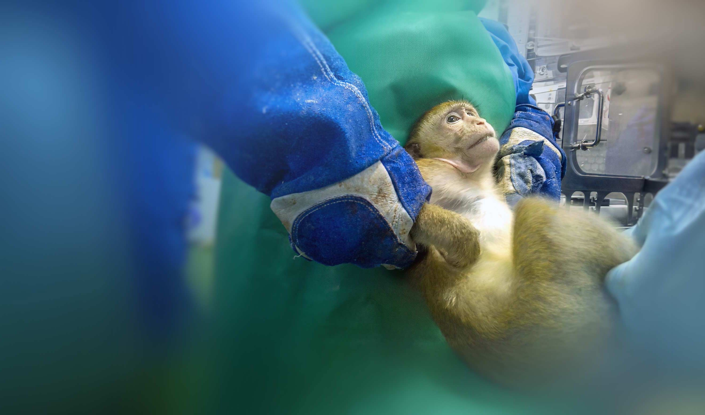 Monkey in testing facility
