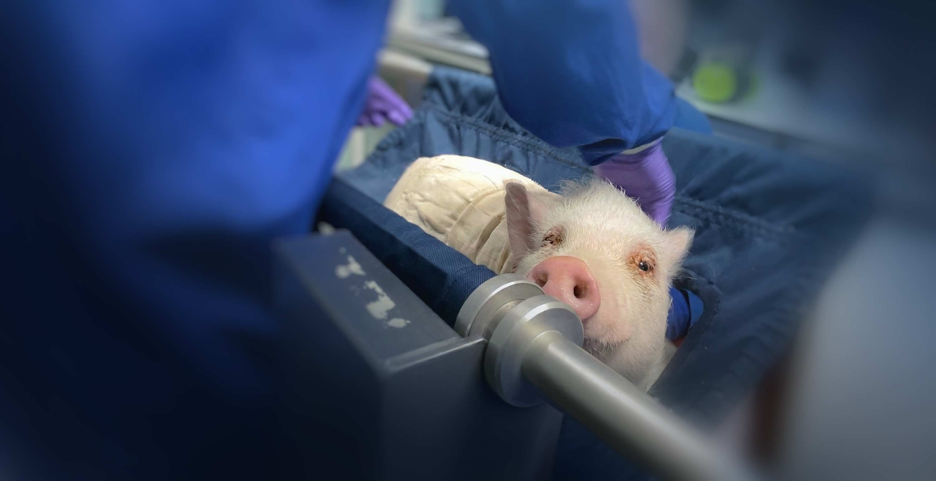 Pig in testing facility