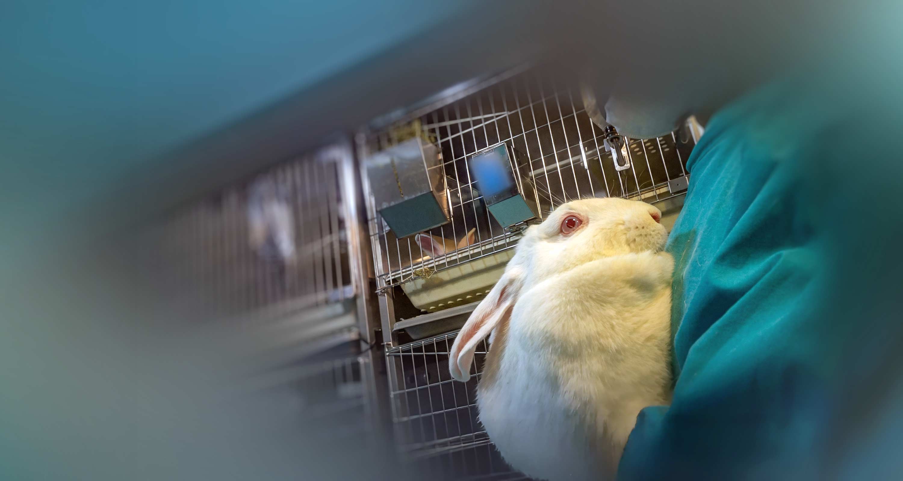 Rabbit in testing facility