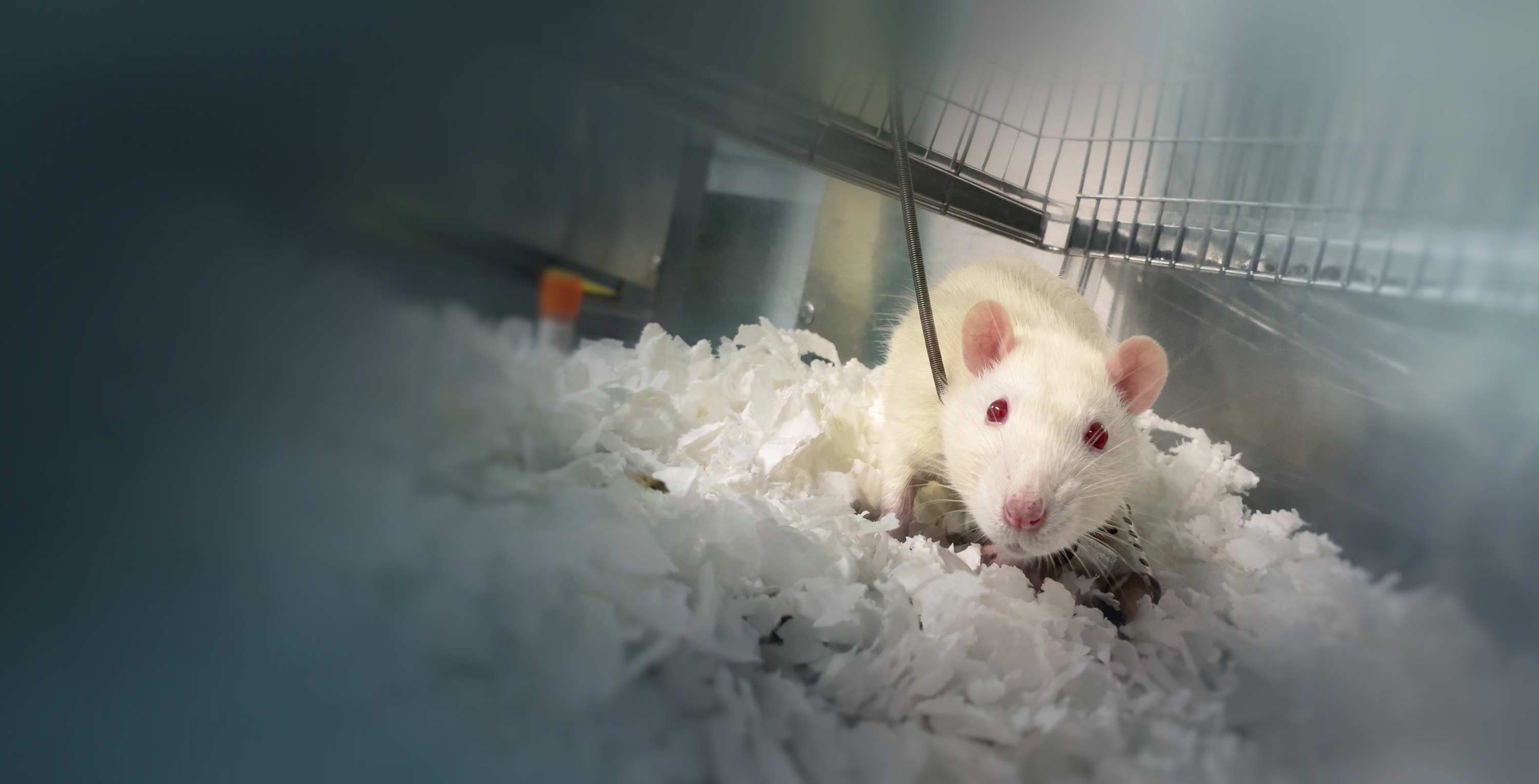 Rat in testing facility